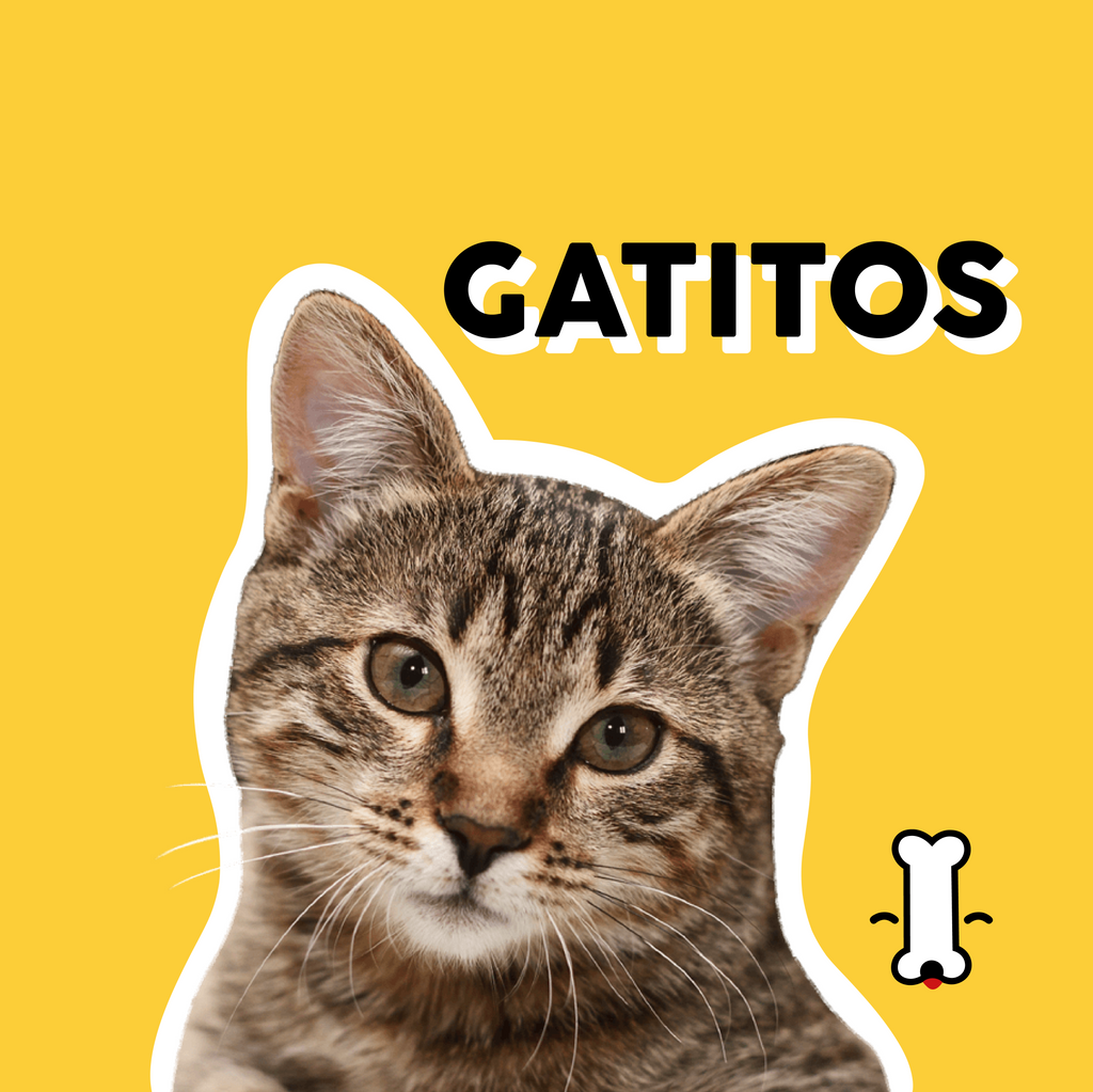 Gatitos